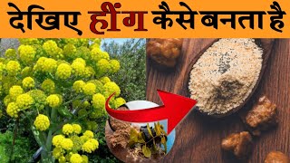 हींग कैसे बनता है। How asafoetida is processed  #Hing Hing ki kheti hathras hing