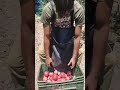 fruits picking bags