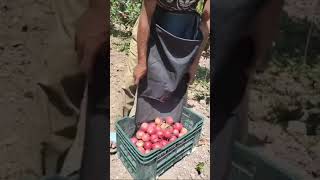 Fruits Picking Bags