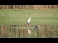 black heron aka umbrella bird hunting