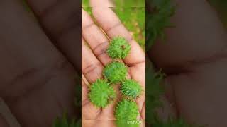 ஆமணக்கு செடி ( கொட்டை முத்து ) Castor oil plant ( Ricinus communis ) 😍😘🥰..#plants #nature #love