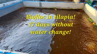 Biofloc in tilapia farming. 17 days without water change using orobiotix.