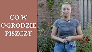 Jak wygląda rabata z DALIAMI Z NASION oraz kwiatami jednorocznymi po mojej nieobecności / MrsGarden