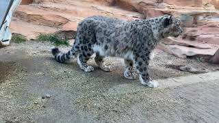 ユキヒョウ・スピカ！熊本動物園