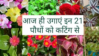 21 पौधो की कटिंग से बनाएं ढेरों पौधे,you can multiply these plants,anvesha,s creativity