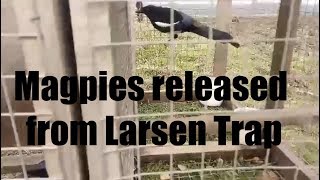 Magpies released from Larsen Trap