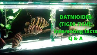 Datnioides (Tiger Fish) Interesting Facts and Commonly Asked Questions