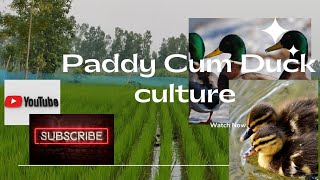 Paddy Cum duck culture 🦆#agriculture  #smartagriculture #trending #foryou #increaseproductivity.