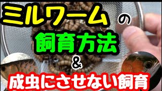 【観覧注意⁉︎】ミルワームの飼育方法。アロワナ達のご飯！ぷりっぷりに仕上げれますよ！