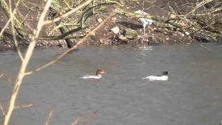 Goosanders at Babbs Mill, Kingshurst