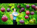 Harvest mangosteen & Goes To Market Sell | Harvesting And Cooking | Lý Song Ca