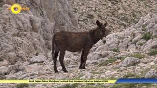 Geyik Dağları Sahası Gündoğmuş'tan Geyik Dağı Muhteşem Coğrafyası Antalya 4K UHD