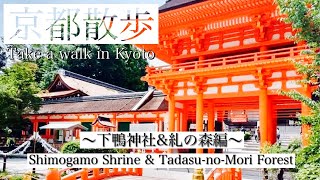 京都散歩〜下鴨神社\u0026糺の森編〜Take a walk in Kyoto 「Shimogamo Shrine \u0026 Tadasu-no-Mori Forest」