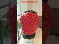 Giant Strawberry Statue