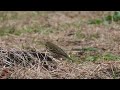 ビンズイ　 olive backed pipit