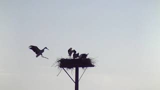 コウノトリ、20 08 0550　こうのとりすくすく子育て家族（Stork）