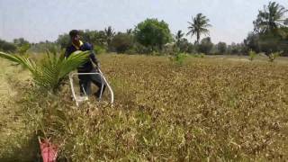 Ragi cutter and it's better then the labour's