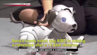 Sony's iconic robot dog AIBO is back after a 12-year absence.