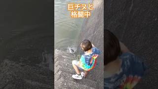 寝起きでいきなりチヌ釣る少女 #fishing