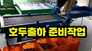 호두출하 준비작업