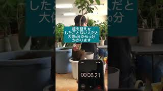 【植物屋の見習い】植物屋のプロが植え替えをしてみたらどのくらいかかるのか検証 #shorts #検証 #植物 #植え替え