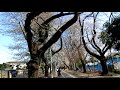 桜　多摩湖遊歩道（2018 03 25写す。小平市内のみ）