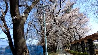 桜　多摩湖遊歩道（2018-03-25写す。小平市内のみ）