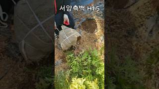 🌳 서양측백 H1.5 향기가득한 차폐수 추천합니다!🌳