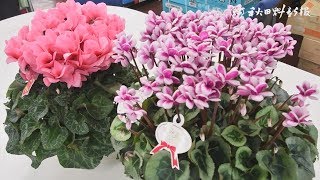 県花の祭典、見に来て　生産者が副知事にＰＲ