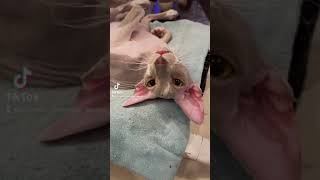 Peterbald cat is a goof ball