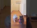 #shorts  😸New Funny Cats Videos 🐶 Funniest Animals 2024 🤣😅  #MewMewTV Episode 5498