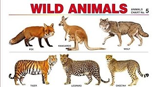 List of Animals Learn 50+Animal  Picture | Animal Names in English.Wild animals names Pictur&Sounds.
