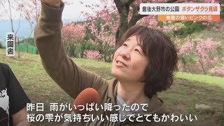 えぼし公園で花の房のように見えるボタンザクラ100本が見ごろ