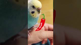 インコちゃんが食べられる意外なもの　Unexpected things parrots can eat