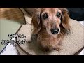 飼い主より格上の可愛い老犬ダックス【カニンヘンダックス】【シニア犬】