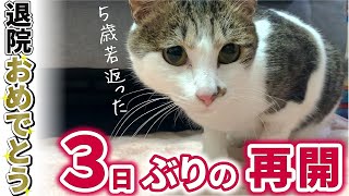 【保護猫】退院したら少し若返った！尿道閉塞で緊急入院から復活-Cat is discharged.-