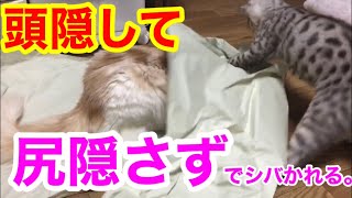 【頭隠して尻隠さずの猫】猫あるあるの１つですね。笑