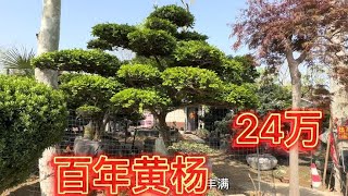 市场一颗独一无二巨无霸景观黄杨，要24万是物有所值还是漫天要价