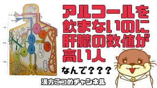 アルコール飲まないのに、肝臓の数値が高くなった人が見る動画【漢方　東洋医学】