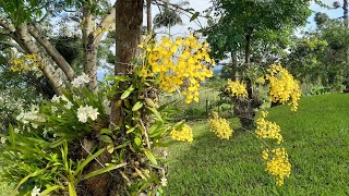 orquidea nativa do Brasil chuva de ouro (native gold rain orchid)