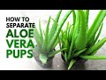 How To Separate Aloe Vera Pups Easily Without Hurting The Plant