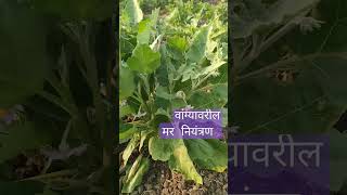 दीर्घकाळ वांग्यावरील मर नियंत्रण #youtubeshorts #shetakari #watermelon #brinjal #वांगी #kharbuj