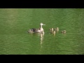 【野鳥】浮間公園のカルガモspot billed duck 親子（Ｈ29.7.9）可愛い ヒナが１０羽いました。　　　　＃日本の野鳥＃カルガモ＃カモ科 birdwatching