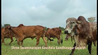 Shree swaminarayan gaushala gandhinagar gir gaushala