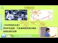 《七年級生物》1 2生物體的構造 二 ｜110學年國中新課綱 翰林、康軒、南一版本適用｜第一次段考範圍｜