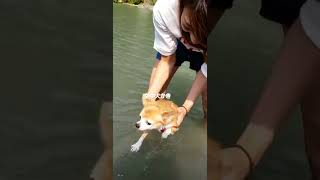 空中犬かきをするちっち(チワワ犬)