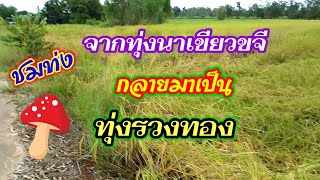 #พาชมทุ่งนากับบรรยากาศข้าว กำลังออกรวง เป็นทุ่งรวงทอง By Sawai ฟรีสไตล์#