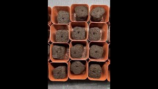 Garage Germination Station | Part 3 | Farmer Nick