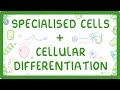 GCSE Biology - Differentiation and Specialised Cells (2026/27 exams)