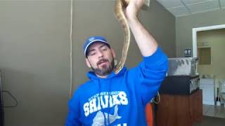Quick hello with my wobble head spinner ball python.